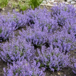 'Cat's Pajamas' Catmint 5 'Cat's Pajamas' Catmint -Great Garden Plants Shop 007a41431a16418c80d39db60b946bc7