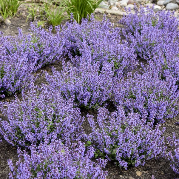 'Cat's Pajamas' Catmint 'Cat's Pajamas' Catmint -Great Garden Plants Shop 007a41431a16418c80d39db60b946bc7