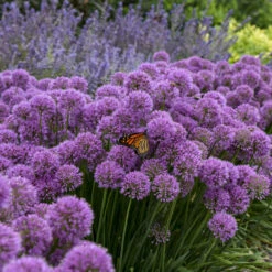 'Serendipity' Allium -Great Garden Plants Shop 03ce757da7a959f53ad643d005a33d1b