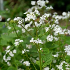 'Betty Bowring' Siberian Bugloss -Great Garden Plants Shop 050414gbv003BrunneramacrophyllaBettyBowring 800x800 5c94732