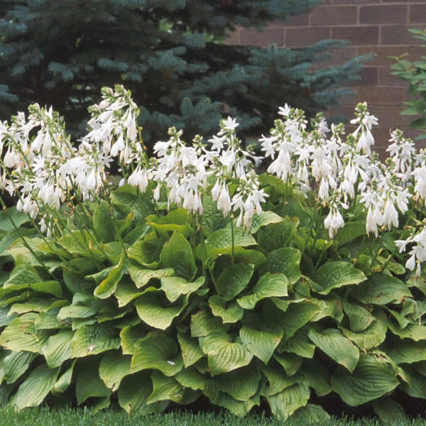 'Royal Standard' Hosta 'Royal Standard' Hosta -Great Garden Plants Shop 05c01d7c9943fcc19b97fe14072bc61a