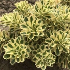 'Atlantis' Stonecrop -Great Garden Plants Shop 074d3ed772fe925ab043a076e3d349e4