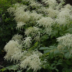 Goatsbeard -Great Garden Plants Shop 0824a22ae2f32d6ef4eb03426428965e
