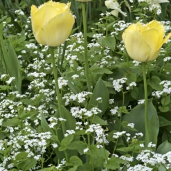'Betty Bowring' Siberian Bugloss -Great Garden Plants Shop 090423gbv180TulipaFringedEleganceandBrunneraBettyBowring 800x800 516b110