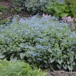 'Jack Frost' Siberian Bugloss -Great Garden Plants Shop 09937cb9b06355dc9512a5e79393d95c