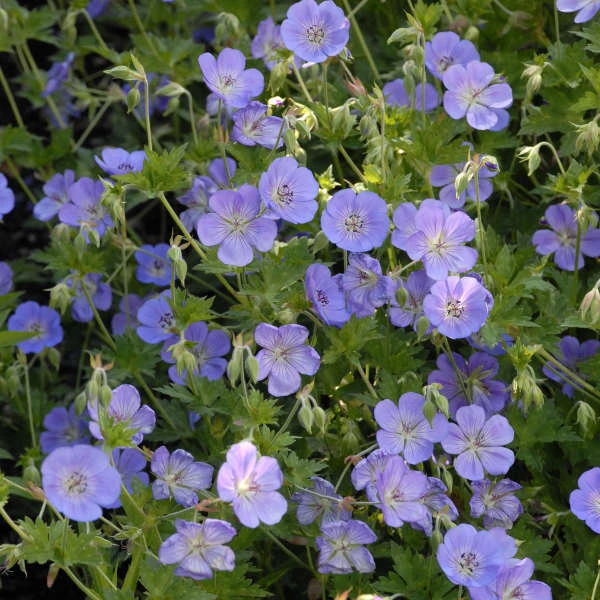 Rozanne® Cranesbill Rozanne® Cranesbill -Great Garden Plants Shop 0ca00ed49dfa46cef8c9f3a8128ddab1