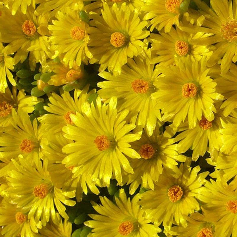 'Gold Nugget' Ice Plant 'Gold Nugget' Ice Plant -Great Garden Plants Shop 115 1057 popup sw