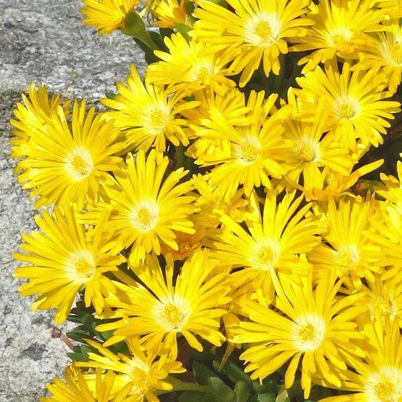 'Gold Nugget' Ice Plant 'Gold Nugget' Ice Plant -Great Garden Plants Shop 115 1058 popup sw