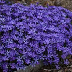 'Violet Pinwheels' Creeping Phlox -Great Garden Plants Shop 116ee91bcb827ca51607a57f7cd9bae9