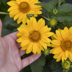 Tuscan Gold™ False Sunflower 2 Tuscan Gold™ False Sunflower -Great Garden Plants Shop 11b3c7bafa35c699d5a58be11810103a