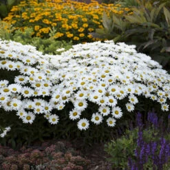 Amazing Daisies® Daisy May® Shasta Daisy -Great Garden Plants Shop 12883ffa5c75e1431e04bdeb6e5df944 1