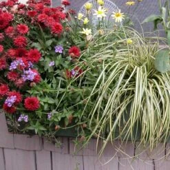 'Evergold' Sedge -Great Garden Plants Shop 128 991 popup