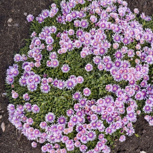 Kaleidoscope™ 'Pink Radiance' Ice Plant Kaleidoscope™ 'Pink Radiance' Ice Plant -Great Garden Plants Shop 136e49b9367937d9ecc17d7e91b89ec6