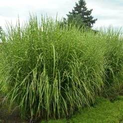 'Strictus' Maiden Grass 2 'Strictus' Maiden Grass -Great Garden Plants Shop 138 1218 popup sw