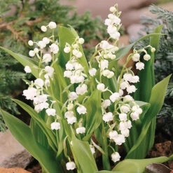 Lily Of The Valley -Great Garden Plants Shop 176 convallaria lily of the valley 3