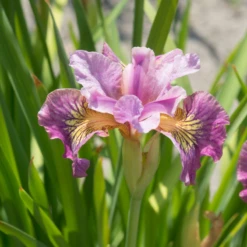 'Miss Apple' Siberian Iris -Great Garden Plants Shop 180604gbo020IrissibiricaMissApple 800x800 b36441e