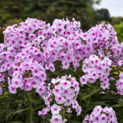 Luminaryâ„¢ 'Opalescence' Phlox