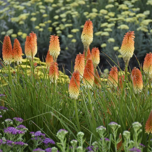 Pyromania® 'Hot and Cold' Red Hot Poker Pyromania® 'Hot And Cold' Red Hot Poker -Great Garden Plants Shop 19965fc1934e77049e96470d2104692f