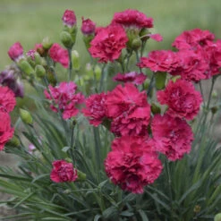 Fruit Punch® 'Cranberry Cocktail' Dianthus -Great Garden Plants Shop 1b2aa4df492aff34235f0783b5d20da3