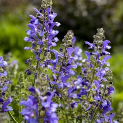 Living Large™ Big Sky Salvia -Great Garden Plants Shop 1d57ccc8c8b97238f0b12807d303e1b8