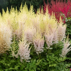 'Milk And Honey' Astilbe -Great Garden Plants Shop 200630gbo002AstilbeMilkandHoney 800x800 eb98305