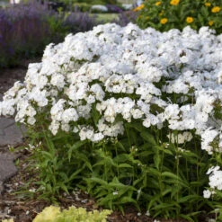 'Opening Act White' Hybrid Phlox -Great Garden Plants Shop 2086636338d2bfcc9873fb0b305b67a1