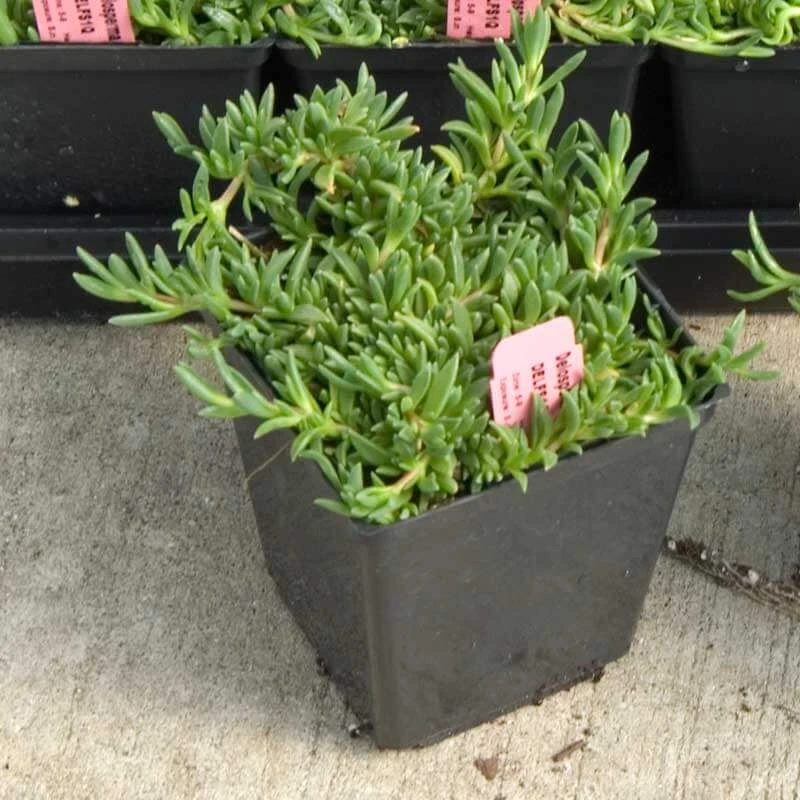 Fire Spinner® Ice Plant Fire Spinner® Ice Plant -Great Garden Plants Shop 212 1688 popup sw