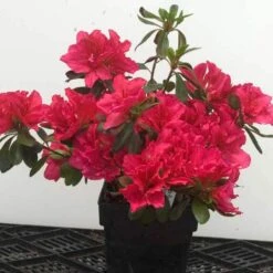 Bloom-A-Thon® Pink Double Reblooming Azalea -Great Garden Plants Shop 224 1696 popup 62652c6f 9275 42ba a7d2 0fe27404ca31 sw