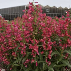 Bejeweled™ 'Rose Rhinestones' Beardtongue -Great Garden Plants Shop 227120f3995c5a1935960b7899f88d8c