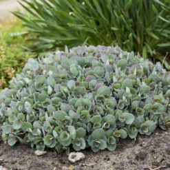 Rock 'N Round™ 'Popstar' Stonecrop -Great Garden Plants Shop 227f54d52c5ff9d8c85dac352f099660