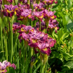 'Miss Apple' Siberian Iris -Great Garden Plants Shop 230607gbo114IrissibiricaMissApple 800x800 a4777d0