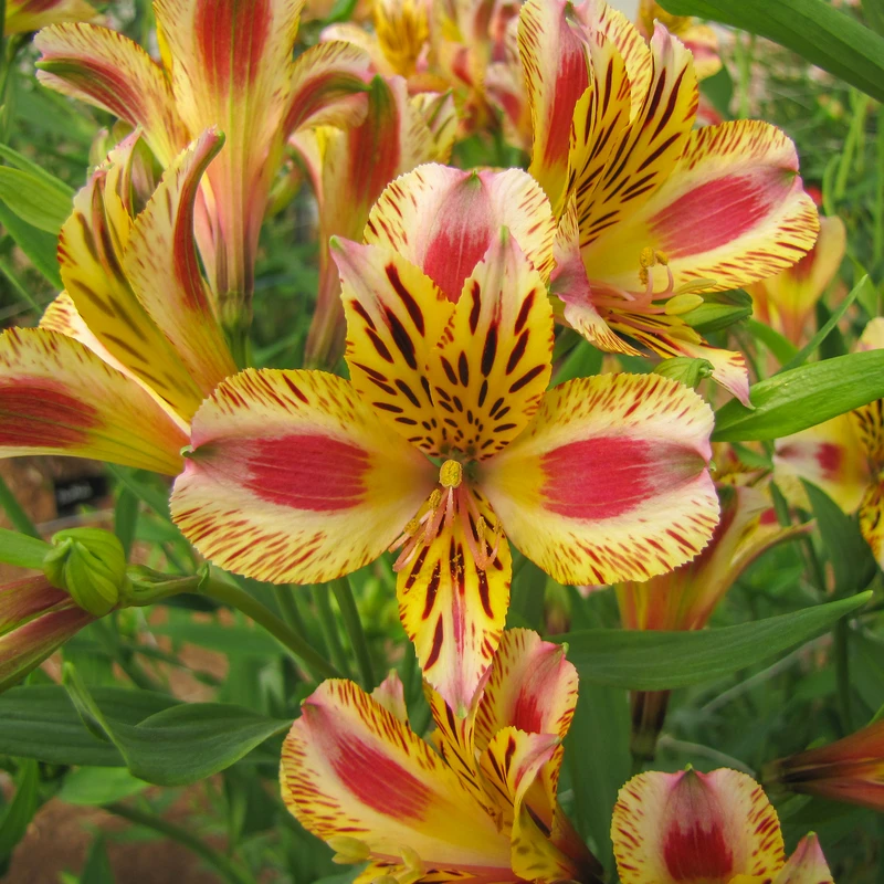 'Duchess Marguerite' Peruvian Lily 'Duchess Marguerite' Peruvian Lily -Great Garden Plants Shop 230713kwe001AlstroemeriaDuchessMarguerite 800x800 7eac140