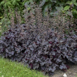 Primo® 'Black Pearl' Coral Bells -Great Garden Plants Shop 234311fe02f8cbe5d77e9596f4626150