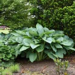 Shadowland® 'Empress Wu' Hosta -Great Garden Plants Shop 265d8e14c758a02e4d6a055b09c0bb5d
