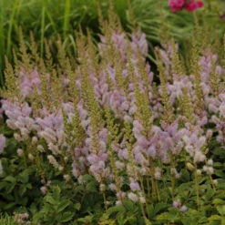 Dwarf Chinese Astilbe -Great Garden Plants Shop 26a62b9a14c066620793a6074e344f90