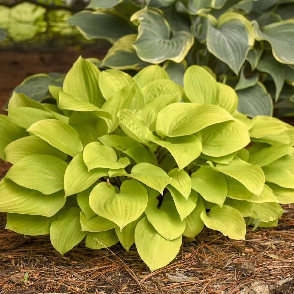 'Fire Island' Hosta 'Fire Island' Hosta -Great Garden Plants Shop 290acddc1da833703c4ec65c515969d6