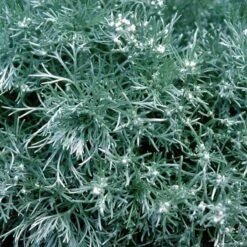 'Silver Mound' Wormwood -Great Garden Plants Shop 299 1110 popup sw