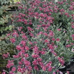 Fruit Punch® 'Black Cherry Frost' Dianthus -Great Garden Plants Shop 2abdf933c70bf61f7f5db61c2d748d07