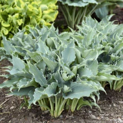 Shadowland® 'Waterslide' Hosta -Great Garden Plants Shop 2cd4c1b19f8358652dc0f5a422cfcb56