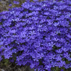'Violet Pinwheels' Creeping Phlox -Great Garden Plants Shop 2dbab699641a718b378d2e1c01eabb5f