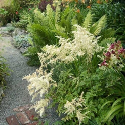 White Astilbe -Great Garden Plants Shop 300 1244 popup