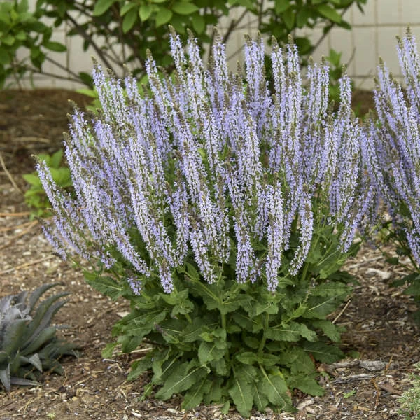 Color Spires® 'Crystal Blue' Salvia Color Spires® 'Crystal Blue' Salvia -Great Garden Plants Shop 3018d6758e293232cf4a995fd6b261c3 2