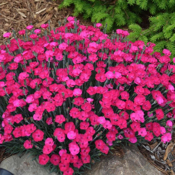 'Paint The Town Magenta' Dianthus 'Paint The Town Magenta' Dianthus -Great Garden Plants Shop 3035fef4087bef6df8cee08a866176f3