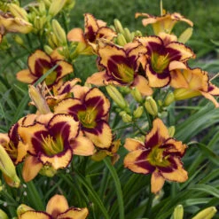 Rainbow Rhythm® 'Blazing Glory' Daylily -Great Garden Plants Shop 327e0ace949ee6b43ebc4a674319a7da