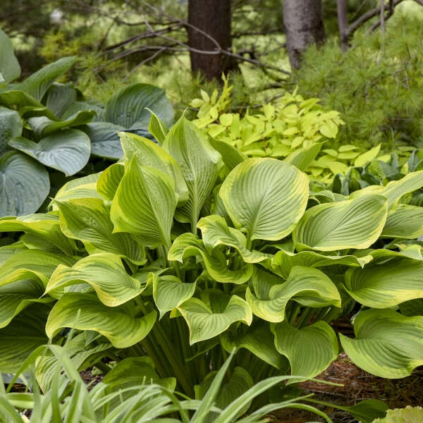 Shadowland® 'Lone Star' Hosta Shadowland® 'Lone Star' Hosta -Great Garden Plants Shop 3682d226644f26310824643c105c7a1a