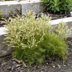 'Fairy Hair' Goatsbeard -Great Garden Plants Shop 3843e0be22ede29c121287fd613c0698