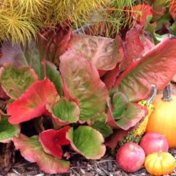 'Winterglut' Pigsqueak -Great Garden Plants Shop 384 1169 popup