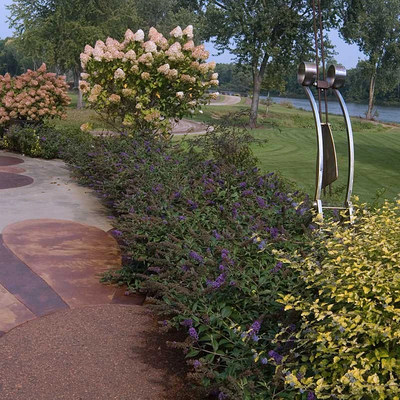 Lo & Behold® 'Blue Chip Jr.' Butterfly Bush Lo & Behold® 'Blue Chip Jr.' Butterfly Bush -Great Garden Plants Shop 385 2105 popup