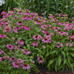 PowWow® Wild Berry Coneflower -Great Garden Plants Shop 3a653b634590bb1937fe7006ca0421c4
