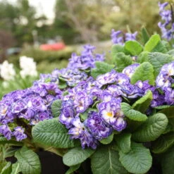 Bouquet Perfect™ 'Blue Ripples' Primrose -Great Garden Plants Shop 3bd109c86d5e63603cf1d610cc29272b